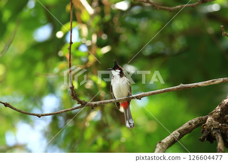 bird is looking for prey on a tree branch bird is looking for prey on a tree branch 126604477