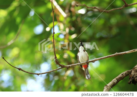 bird is looking for prey on a tree branch 126604478