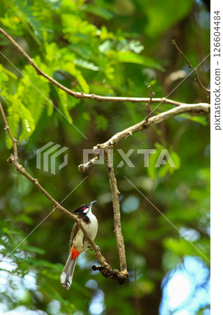 bird is looking for prey on a tree branch 126604484