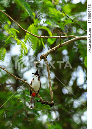 bird is looking for prey on a tree branch bird is looking for prey on a tree branch 126604488