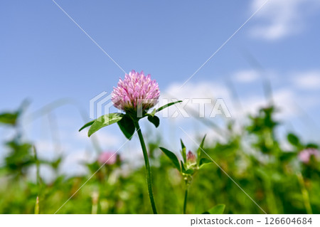 Purple clover blooming in the field Purple clover blooming in the field 126604684
