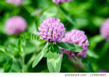 Purple clover blooming in the field 126604685