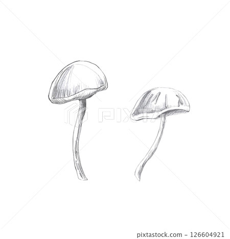 Set of two mushrooms. Isolated pencil illustration on the theme of a magical forest for the design of coloring books, cards, Halloween theme parties, printing on fabrics. 126604921