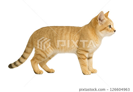 Sand cat profile Sand cat profile 126604963