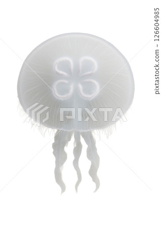 Top view of moon jellyfish 126604985