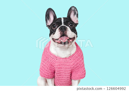 Cute puppy and knitted winter sweater. Studio shot Cute puppy and knitted winter sweater. Studio shot 126604992