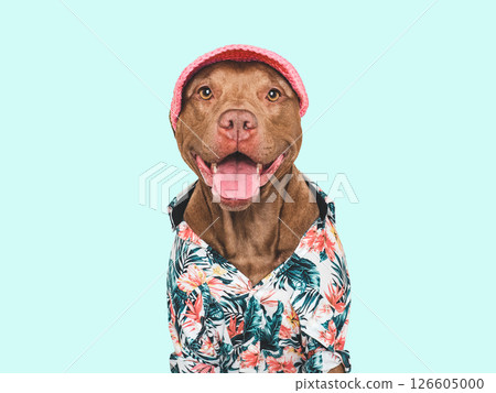 Cute, stylish dog, sun hat and shirt. Dog smile Cute, stylish dog, sun hat and shirt. Dog smile 126605000