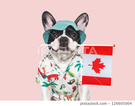 Cute puppy, sun hat and Canadian Flag. Studio shot Cute puppy, sun hat and Canadian Flag. Studio shot 126605004