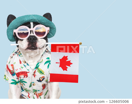 Cute puppy, sun hat, sunglasses and Canadian Flag. Studio shot 126605006