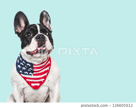 Cute puppy and American Flag neckerchief. Dog smiling 126605012