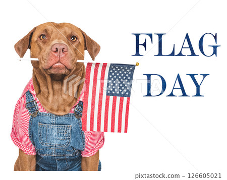 Happy Flag Day. Cute dog and American Flag 126605021
