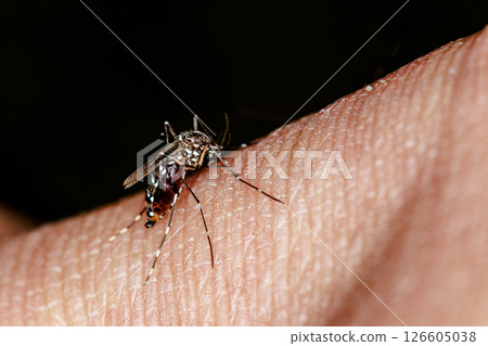 Aedes albopictus sucking blood 126605038
