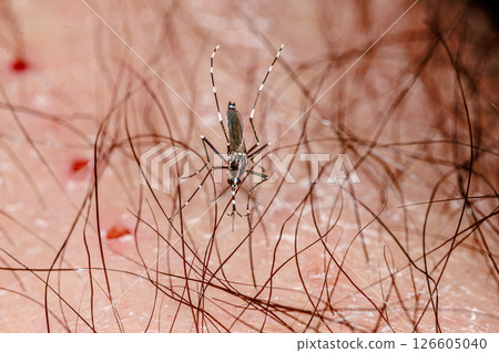 白紋伊蚊吸血 126605040