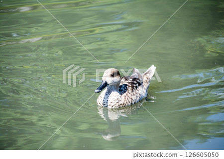 Baby ducks swimming across a pond at the London Wetlands Centre 126605050