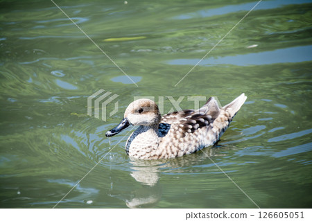 Baby ducks swimming across a pond at the London Wetlands Centre 126605051