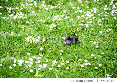 A black bird with a red beak rests in the middle of a lawn full of daisies at the Wetlands Centre in London. 126605052