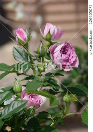 Miniature Miniature 126605073