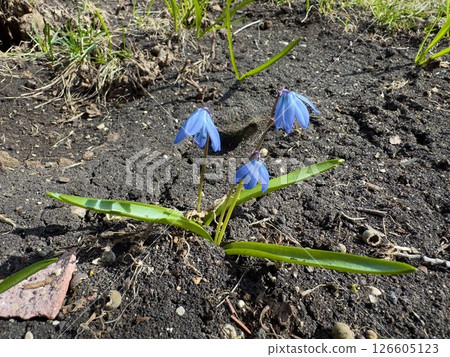 blue snowdrops on dark soil in early spring 126605123
