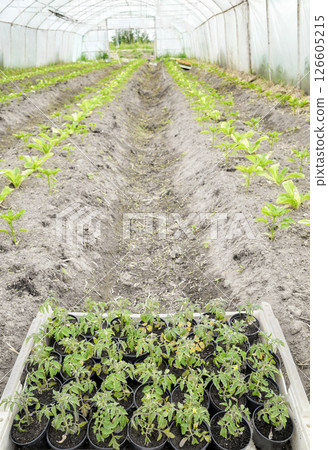 Seedlings and vegetables in an organic greenhouse plantation, selective focus. 126605215
