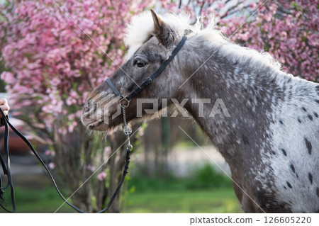 portrait of  cute appaloosa pony posing against blossoming almond bush. at evening 126605220