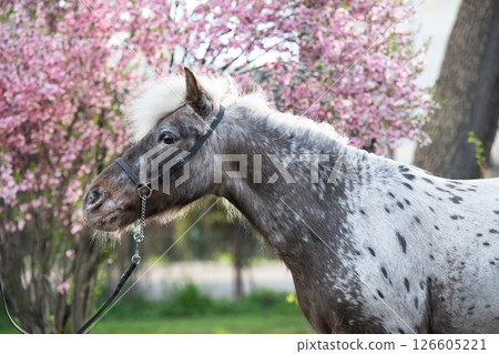 portrait of  cute appaloosa pony posing against blossoming almond bush. at evening 126605221