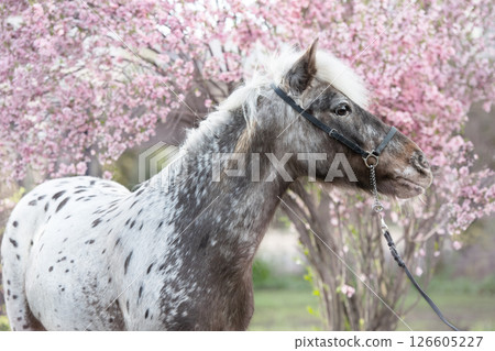 portrait of cute chocolate appaloosa pony posing against blossoming almond bush. at evening portrait of cute chocolate appaloosa pony posing against blossoming almond bush. at evening 126605227