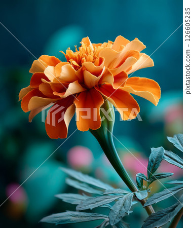 Orange marigold flower in bloom with delicate overlapping petals 126605285