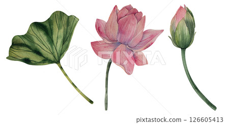 Hand drawn watercolor lotus flowers and leaf. Tropical flower of waterlily. Nature botanical illustration for packaging, branding, fabric, wedding design, decor, print. Hand drawn watercolor lotus flowers and leaf. Tropical flower of waterlily. Nature botanical illustration for packaging, branding, fabric, wedding design, decor, print. 126605413