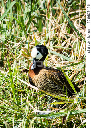 A water bird with a white face and fine stripes on its chest resting in the bright sunlight at the Wetlands Centre in London 126605416