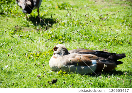 Egyptian geese resting with their wings curled up on the grass in bright sunlight at the London Wetlands Centre 126605417