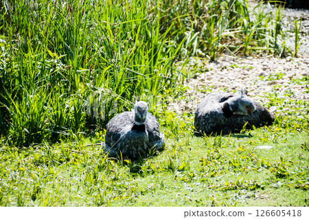 The black and white birds rest on the grass in bright sunlight at the Wetlands Centre in London. The black and white birds rest on the grass in bright sunlight at the Wetlands Centre in London. 126605418