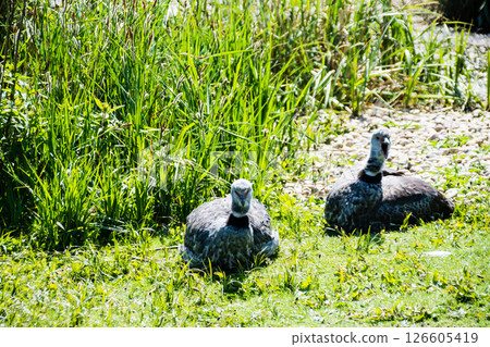 The black and white birds rest on the grass in bright sunlight at the Wetlands Centre in London. The black and white birds rest on the grass in bright sunlight at the Wetlands Centre in London. 126605419