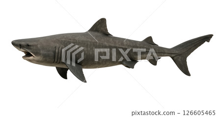 姥鯊的側面圖 姥鯊的側面圖 126605465