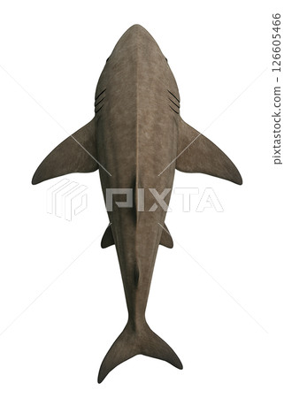 姥鯊的頂視圖 姥鯊的頂視圖 126605466