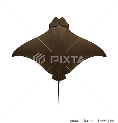 鷹鰩的頂視圖 鷹鰩的頂視圖 126605468