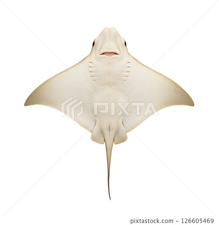 鷹鰩的腹視 126605469