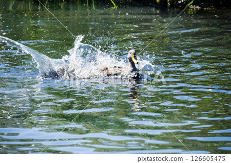 A duck flapping its wings and splashing wildly on the surface of a pond at the London Wetlands Centre 126605475