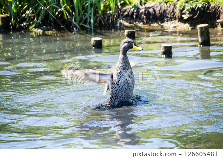 A duck flapping its wings and splashing wildly on the surface of a pond at the London Wetlands Centre 126605481
