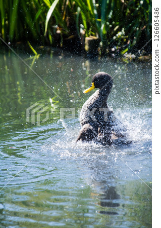 A duck flapping its wings and splashing wildly on the surface of a pond at the London Wetlands Centre 126605486