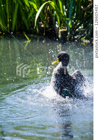 A duck flapping its wings and splashing wildly on the surface of a pond at the London Wetlands Centre 126605487
