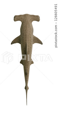 Top view of a hammerhead shark 126605491