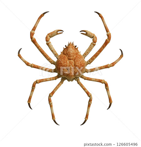 Back view of spider crab 126605496