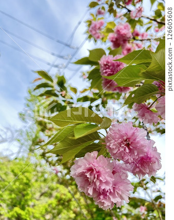 Double cherry blossoms 126605608