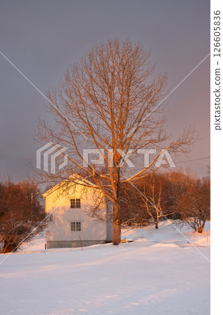 White house and a tree in the winter, Norway White house and a tree in the winter, Norway 126605836