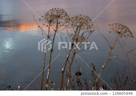 Dry plants and colorful sea, Norway 126605846