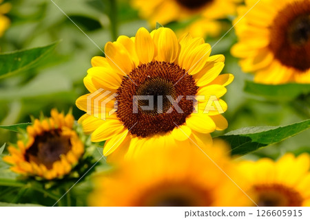 向日葵在夏日的陽光下閃閃發光 向日葵在夏日的陽光下閃閃發光 126605915