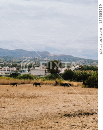 Four dark brown donkeys are grazing in dry field in Crete, Greece, with mountains, buildings, and vegetation in background on cloudy day. Dark brown donkeys, mountainous landscape, overcast sky 126605919