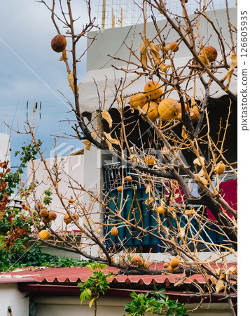 Withered quince fruits clinging to bare branches of quince tree against backdrop of residential building and cloudy sky, highlighting nature's resilience in urban setting. Withered quince fruits Withered quince fruits clinging to bare branches of quince tree against backdrop of residential building and cloudy sky, highlighting nature's resilience in urban setting. Withered quince fruits 126605935