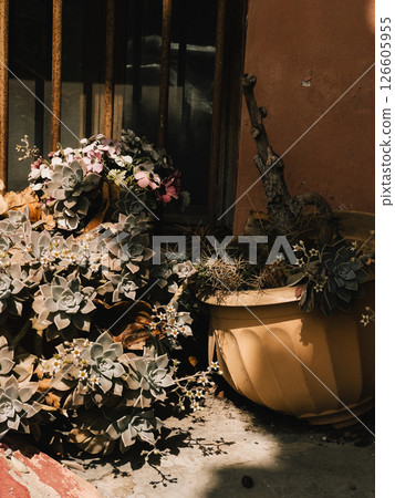 Potted succulent plants thriving next to window, soaking up sunlight and highlighting striking contrast between vibrant nature and urban decay. Succulent plants and weathered architectural textures Potted succulent plants thriving next to window, soaking up sunlight and highlighting striking contrast between vibrant nature and urban decay. Succulent plants and weathered architectural textures 126605955