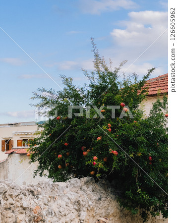 Lush pomegranate tree laden with ripe fruit, growing behind weathered stone wall in picturesque Mediterranean village, with traditional houses and clear blue sky. Ripe pomegranates, weathered stone 126605962